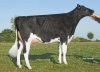 DOSE TAUREAU ISSOUDUN - NFR5628132657 - 6685295