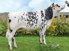 DOSE TAUREAU NOVLANG - NFR5629787049 - 5692977