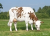 DOSE TAUREAU NOVLANG - NFR5629787049 - 5692977