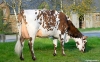 DOSE TAUREAU NOIRDESIR - NFR5631923258 - 5692912