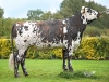 DOSE TAUREAU PICASSO - NFR5631923422 - 5695425