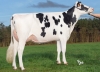 DOSE TAUREAU UNATONIA - NFR5632668671 - 66A2763