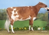 DOSE TAUREAU MONSTER P - NFR5632887807 - 1990491