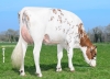DOSE TAUREAU SITRAVE P - NFR5632889425 - 1998778
