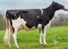 DOSE TAUREAU OROC RF - NFR5634370417 - 6694539