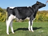 DOSE TAUREAU NOTTINGHAM - NFR5635927114 - 6692812