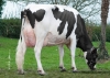 DOSE TAUREAU ELVYS ISY - NFR5640184055 - 6678925