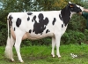 DOSE TAUREAU ELVYS ISY - NFR5640184055 - 6678925