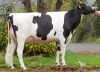 DOSE TAUREAU LANISTER - NFR5640184729 - 6689394