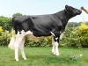 DOSE TAUREAU NARISTO - NFR5642791769 - 6691927