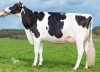 DOSE TAUREAU NIGHTFEVER - NFR5643261399 - 6692524