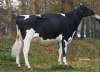 DOSE TAUREAU IDEOGRAMME - NFR5643420333 - 6686562