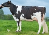 DOSE TAUREAU IDEOGRAMME - NFR5643420333 - 6686562