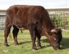 DOSE TAUREAU DIAOULIG - NFR5644364901 - 4376745