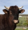 DOSE TAUREAU DIAOULIG - NFR5644364901 - 4376745