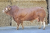 DOSE TAUREAU ANECDOTE - NFR5644682194 - 3472016