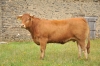 DOSE TAUREAU ANECDOTE - NFR5644682194 - 3472016
