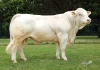 DOSE TAUREAU OFCROSS PP - NFR5705402376 - 3895659