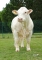 DOSE TAUREAU OFCROSS PP - NFR5705402376 - 3895659