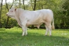 DOSE TAUREAU JALABERT - NFR5706117051 - 3889084