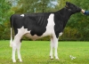 DOSE TAUREAU LECHEF - NFR5706138686 - 6689598