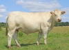 DOSE TAUREAU OSSONS - NFR5706308524 - 3895921