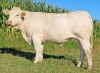 DOSE TAUREAU OSSONS - NFR5706308524 - 3895921