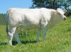 DOSE TAUREAU OSSONS - NFR5706308524 - 3895921