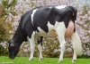 DOSE TAUREAU PASSION P - NFR5706331861 - 6695827