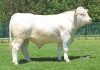 DOSE TAUREAU PICAMOLES - NFR5706362416 - 3897315