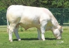 DOSE TAUREAU PICAMOLES - NFR5706362416 - 3897315
