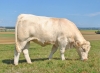DOSE TAUREAU PICAMOLES - NFR5706362416 - 3897315