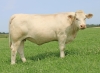DOSE TAUREAU PICAMOLES - NFR5706362416 - 3897315