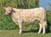 DOSE TAUREAU NEMO PP - NFR5811118841 - 3894231