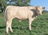 DOSE TAUREAU NEMO PP - NFR5811118841 - 3894231