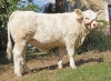 DOSE TAUREAU NEMO PP - NFR5811118841 - 3894231