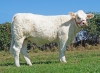 DOSE TAUREAU NEMO PP - NFR5811118841 - 3894231