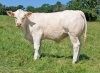 DOSE TAUREAU NEMO PP - NFR5811118841 - 3894231