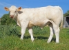 DOSE TAUREAU NEMO PP - NFR5811118841 - 3894231
