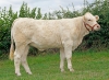 DOSE TAUREAU PLAYBOY P - NFR5813019764 - 3895923