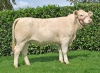 DOSE TAUREAU PLAYBOY P - NFR5813019764 - 3895923