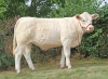 DOSE TAUREAU LASVEGAS - NFR5815116418 - 3890880
