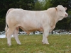 DOSE TAUREAU LASVEGAS - NFR5815116418 - 3890880