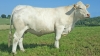 DOSE TAUREAU LASVEGAS - NFR5815116418 - 3890880