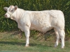 DOSE TAUREAU LASVEGAS - NFR5815116418 - 3890880