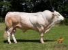 DOSE TAUREAU FUXEEN - NFR6412908221 - 7982885