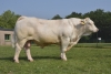 DOSE TAUREAU JARRET - NFR6413412369 - 3889087