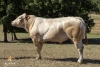 DOSE TAUREAU LARRONDO - NFR6414274143 - 7989887