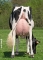 DOSE TAUREAU LIWAY SIL - NFR6414474240 - 6690045