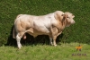 DOSE TAUREAU MELKIOR - NFR6414636024 - 7993077